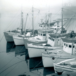 Digby Scallop boats.
